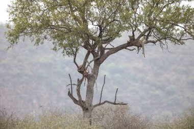 Nesli tükenmekte olan leopar uzak ağaçta asılı bir Impala öldürmek, dağlar ve gökyüzü arka planda, Kruger National Park, Güney Afrika