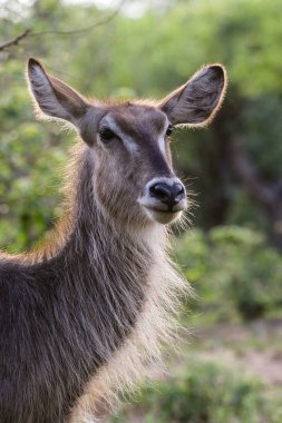waterbuck, Kruger Ulusal Parkı, Güney Afrika