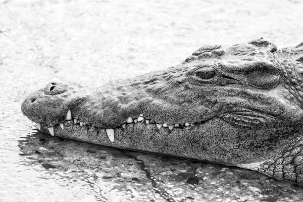 Dangerous Nile Crocodile Liggend River Water Nationaal Park Kruger Zuid — Stockfoto