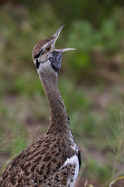 Schwarzbauchkorhaan Großes Vogelporträt Mit Grünem Gras Hintergrund Kruger Nationalpark Südafrika — Stockfoto