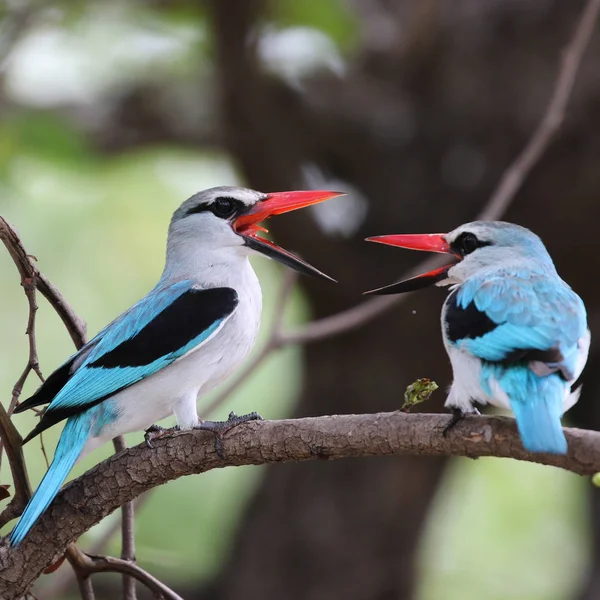 Птахи Рибалки Гілці Дерева Які Розмовляють — стокове фото