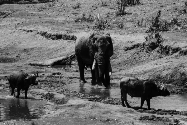 Agua Potable Para Elefantes Búfalos Del Cabo Río Parque Nacional —  Fotos de Stock