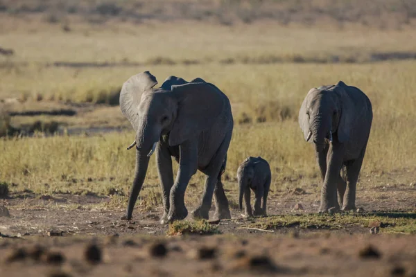 Familia Elefantes Caminando Juntos Parque Nacional Kruger Sudáfrica — Foto de Stock