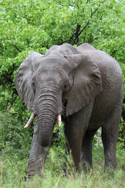 Elefante Africano Bajo Lluvia Parque Nacional Kruger Sudáfrica — Foto de Stock