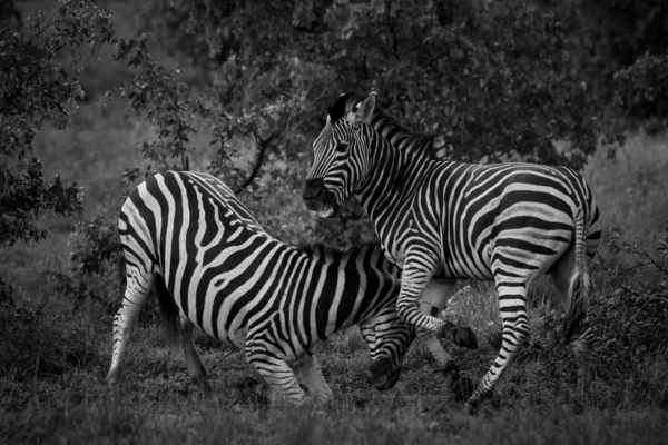 Schwarz Weiße Zebrapferde Beim Spielen Kruger Nationalpark Südafrika Schwarz Weiß — Stockfoto