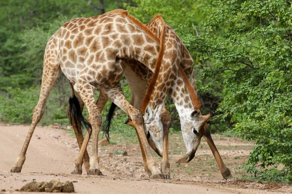 Африканские Жирафы Сражаются Длинными Шеями Сафари Национальный Парк Крюгера — стоковое фото