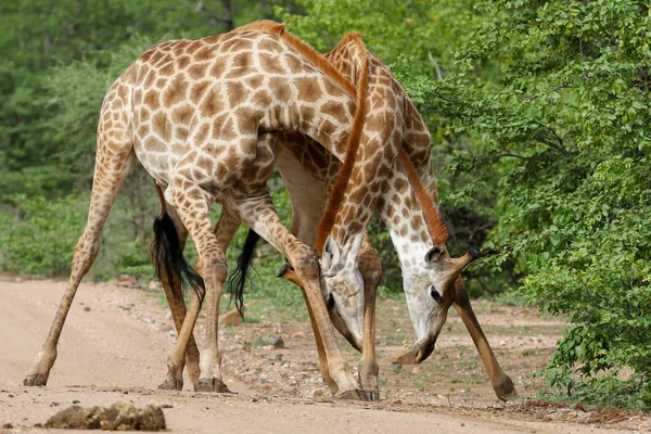 African Giraffes Fighting Long Necks Safari Kruger National Park — Stock Photo, Image