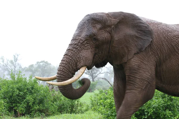 Éléphant Afrique Sous Pluie Parc National Kruger Afrique Sud — Photo