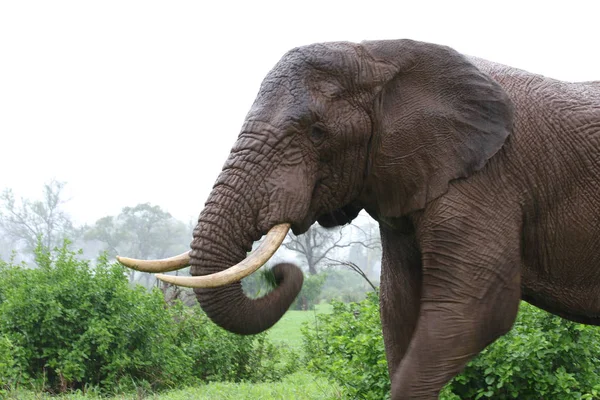 Yağmurda Kruger National Park Güney Afrika Afrika Fili — Stok fotoğraf