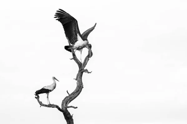 White Storks Background Specie Ciconia Ciconia Family Ciconiidae — 스톡 사진