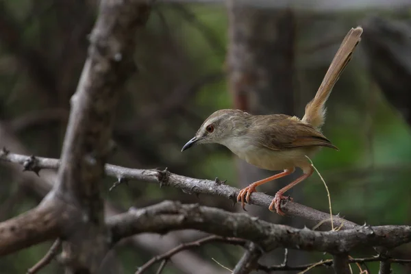 Малий Рудий Птах Prinia Тонкій Гілці Національний Парк Крюгера Південна — стокове фото