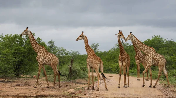 Африканская Семья Жирафов Проводит Время Вместе Сафари Национальный Парк Крюгера — стоковое фото