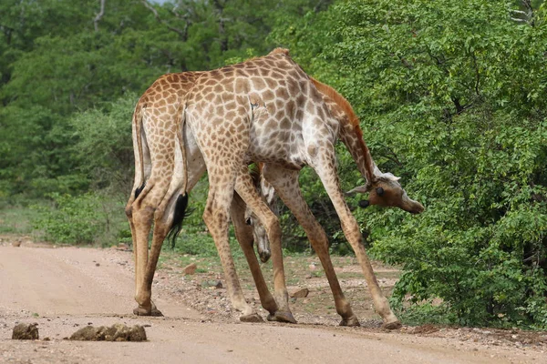 アフリカのキリン クルーガー国立公園のサファリで長い首との戦い — ストック写真