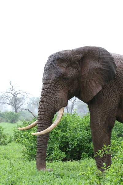 Elefante Africano Bajo Lluvia Parque Nacional Kruger Sudáfrica — Foto de Stock