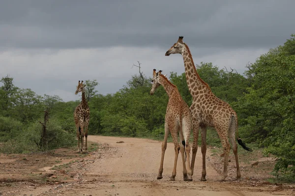 Afrikai Zsiráf Harcok Hosszú Nyakkal Szafari Kruger Nemzeti Park — Stock Fotó