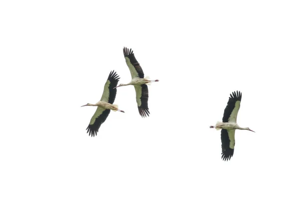 Rebanho Cegonhas Brancas Voando Direções Diferentes Correntes Térmicas Com Segurança — Fotografia de Stock