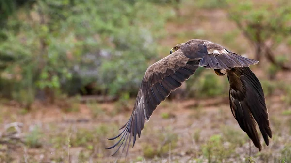 Águila Tawny Volando Desde Una Rama Árbol Muerto Con Fondo — Foto de Stock