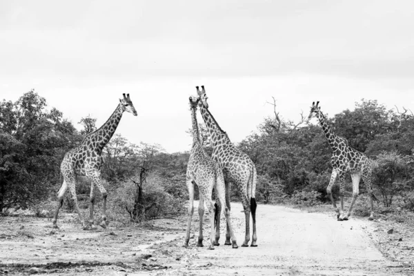 Foto Bianco Nero Della Famiglia Delle Giraffe Africane Che Trascorrono — Foto Stock