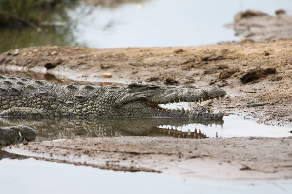 Dangerous Nile Crocodile Lying River Water Kruger National Park South — Stock Photo, Image