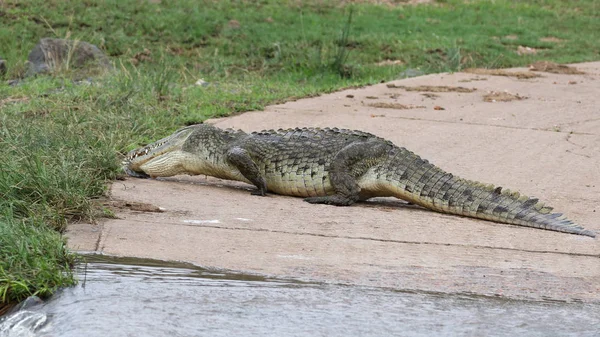 Нильские Крокодилы Охотятся Рыбу Речной Воде Национальный Парк Крюгера Южная — стоковое фото