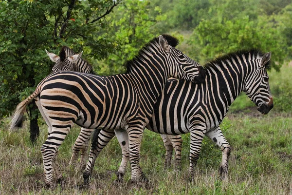 Caballos Cebra Blancos Negros Jugando Parque Nacional Kruger Sudáfrica —  Fotos de Stock