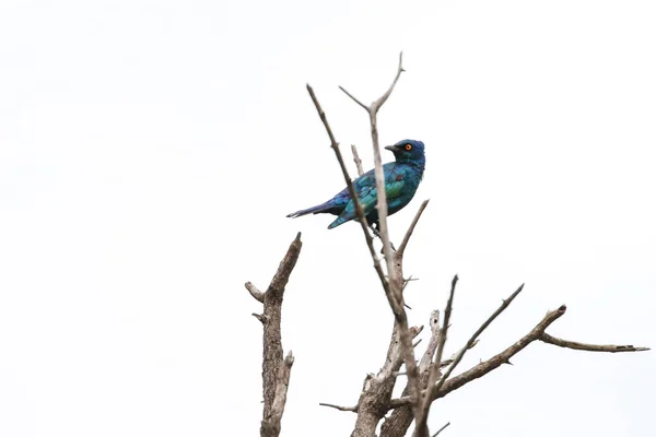 Stella Lucida Dalle Orecchie Blu Ramo Albero Morto Kruger National — Foto Stock