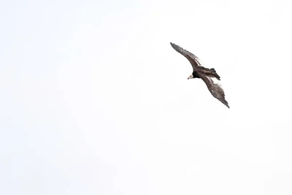 Águia Tawny Voando Com Céu Branco Fundo Parque Nacional Kruger — Fotografia de Stock