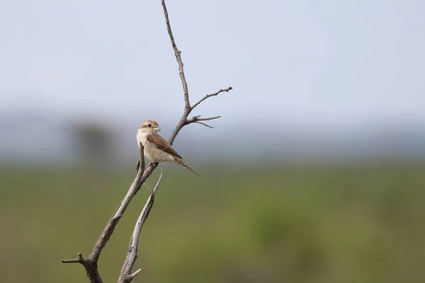 Gros Plan Bel Oiseau Arrière Plan — Photo