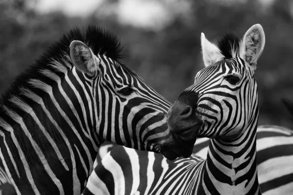 Preto Branco Zebra Cavalos Jogando Kruger National Park África Sul — Fotografia de Stock