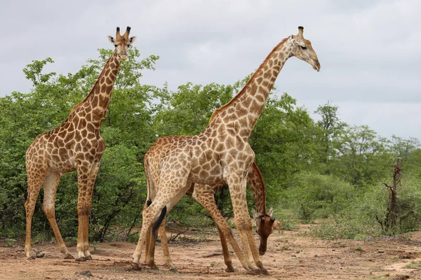 Afrykańskiej Żyrafy Walki Długie Szyje Safari Kruger National Park — Zdjęcie stockowe