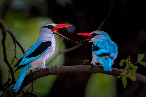 Woodland Casal Pássaros Kingfisher Ramo Árvore Olhando Falando — Fotografia de Stock