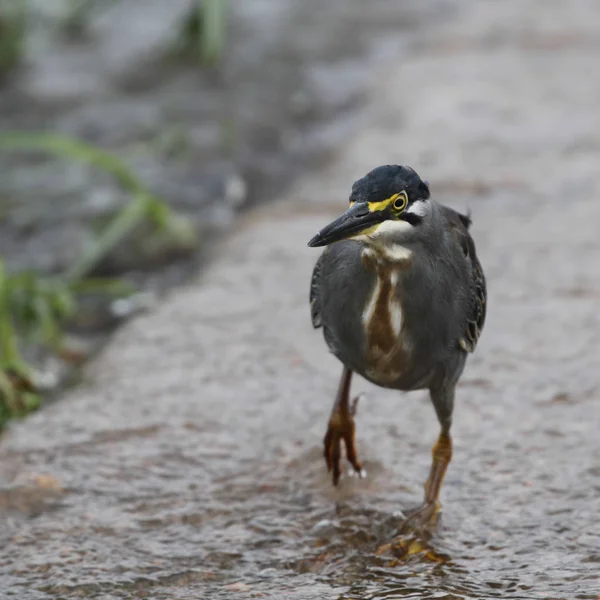 Zöldhátú Gitt Madár Kruger Nemzeti Park Dél Afric — Stock Fotó