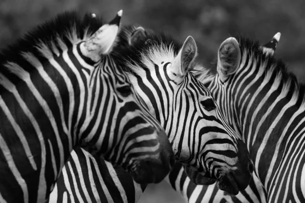 Чорно Білий Зебра Коней Гра Національний Парк Крюгера Південна Африка — стокове фото