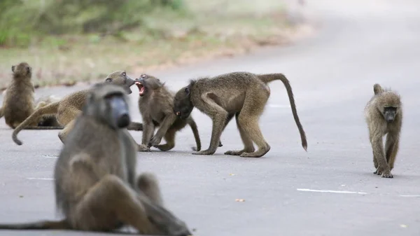 stock image Grey chacma baboon monkeys playing with each other in the road, Kruger National Park 