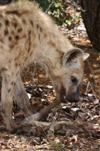 Gesichtete Lachende Hyäne Die Alte Antilopenkeule Zum Fressen Isst Kruger — Stockfoto