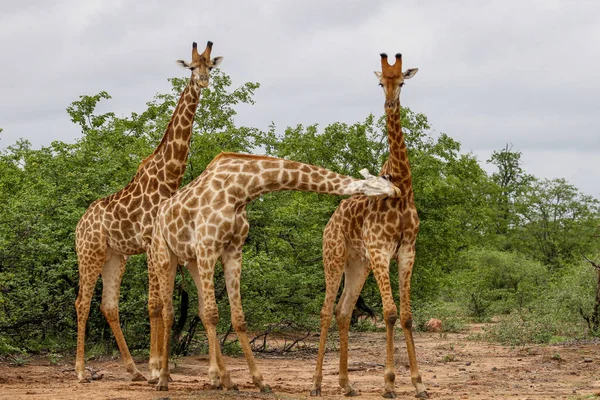 Giraffe Africane Che Combattono Con Lunghi Colli Durante Safari Kruger — Foto Stock