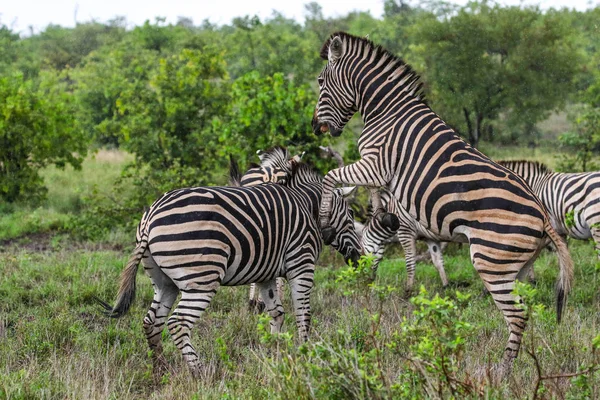 Czarno Białe Konie Zebra Gra Kruger National Park Afryka Południowa — Zdjęcie stockowe
