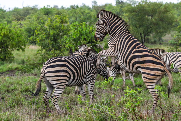 Black and white zebra horses playing, Kruger National Park, South Africa