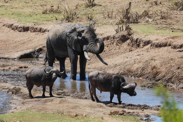 Agua Potable Para Elefantes Búfalos Del Cabo Río Parque Nacional — Foto de Stock