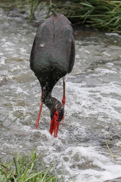 Black Heron Bird Hunting Fish River Kruger National Park South — Stock Photo, Image