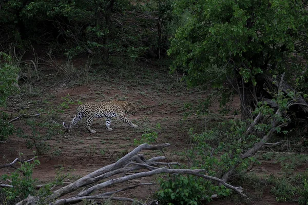 Paseo Leopardo Parque Nacional Kruger Sudáfrica — Foto de Stock