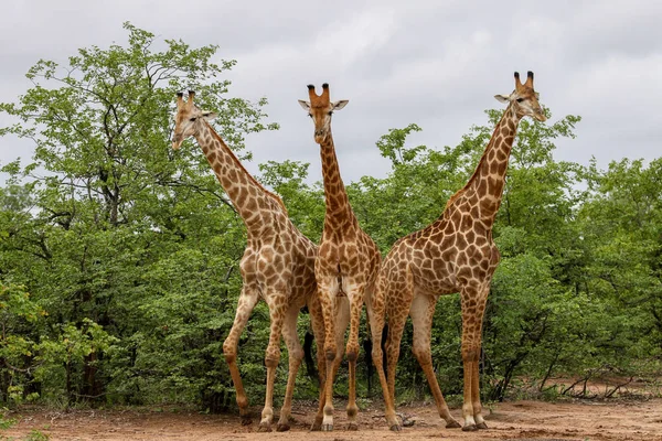 Famiglia Giraffa Africana Trascorrere Del Tempo Insieme Safari Kruger National — Foto Stock