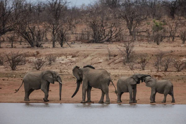 Agua Potable Para Familia Elefantes Río Parque Nacional Kruger Sudáfrica — Foto de Stock