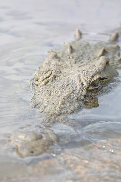 Cocodrilo Peligroso Del Nilo Que Yace Agua Del Río Parque — Foto de Stock