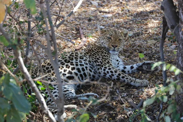 Leopard lying hidden on ground and sleeping, Kruger National Park, South Africa