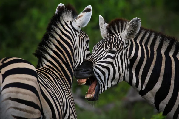 Siyah Beyaz Zebra Atlar Oynarken Kruger National Park Güney Afrika — Stok fotoğraf