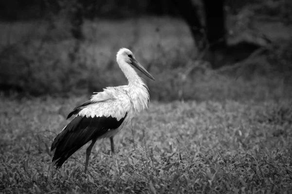 Cicogna Bianca Camminare Campo Con Sfondo Erba Verde Prima Volare — Foto Stock