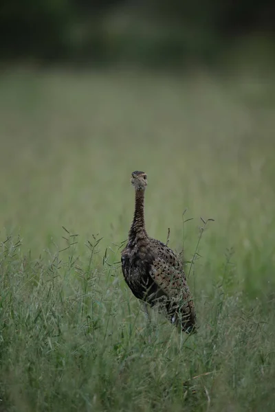 Feketehasú Korhaan Gyaloglás Hosszú Fűben Kruger National Park Dél Afrikai — Stock Fotó