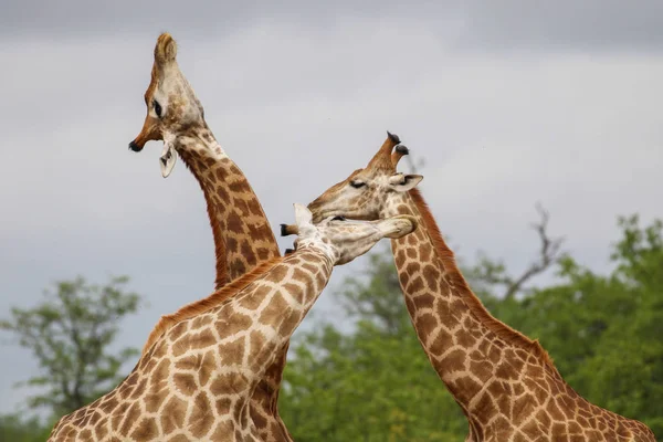 Giraffe Africane Che Combattono Con Lunghi Colli Durante Safari Kruger — Foto Stock