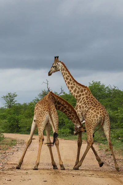 Giraffe Africane Che Combattono Con Lunghi Colli Durante Safari Kruger — Foto Stock